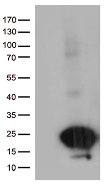 SCP2D1 / C20orf79 Antibody (clone OTI4D10, Carrier-free)