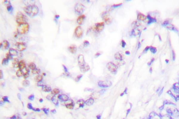 IHC-plus™ AML1 / RUNX1 Antibody (His297)