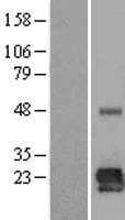 LOH12CR1 Protein (Over-Expression Lysate Myc-DDK (Flag))