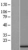 Human HIST1H4F Protein (Over-Expression Lysate Myc-DDK (Flag))