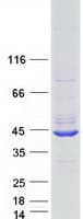 Human C7orf57 Protein (Recombinant Myc-DDK (Flag))