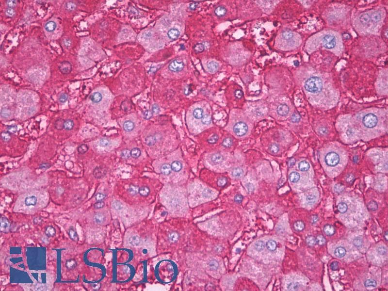 IHC-plus™ APOA1 / Apolipoprotein A 1 Antibody
