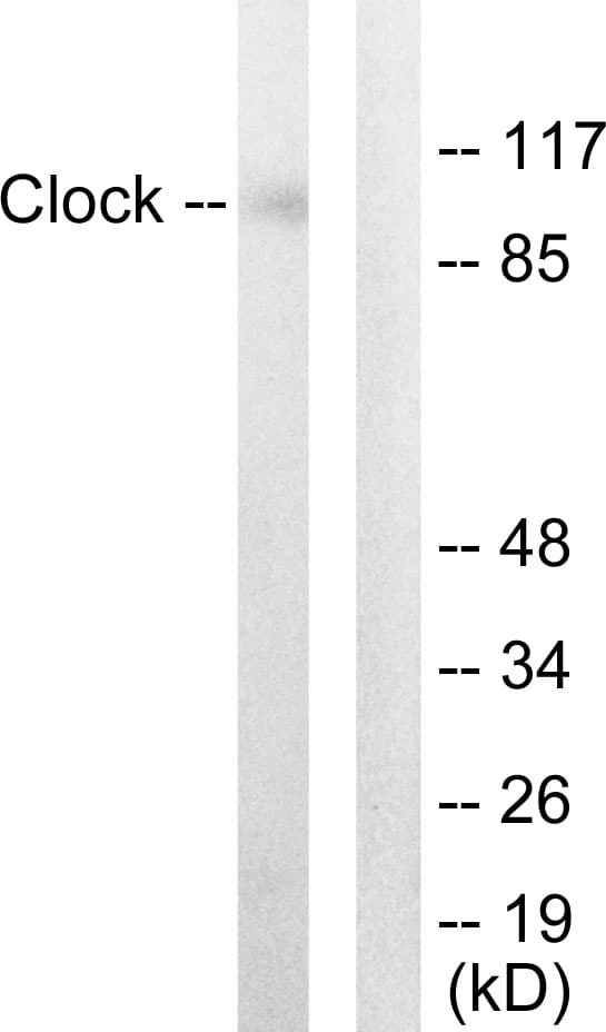 CLOCK Antibody (aa241-290)