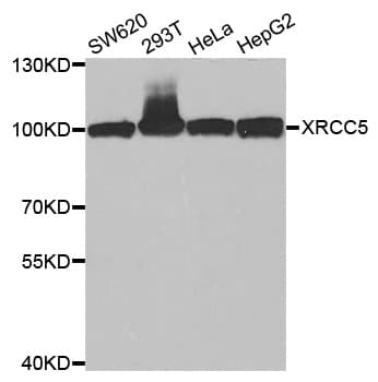 XRCC5 / Ku80 Antibody