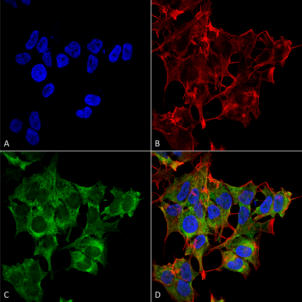 ATG4A Antibody