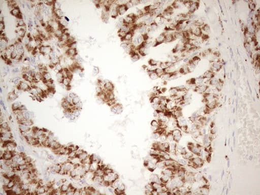 NAPSA / NAPA / Napsin A Antibody (aa64-244, clone OTI3A4, Carrier-free)