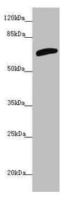 SLC6A12 / BGT-1 Antibody