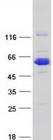 Human CCDC91 Protein (Recombinant Myc-DDK (Flag))