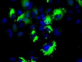 BCL10 / BCL-10 Antibody (clone OTI4A8, Carrier-free)