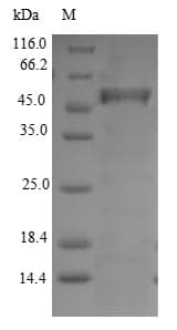 Portulaca grandiflora DODA Protein (Recombinant 10His-SUMO, N-terminus + Myc, C-terminus)