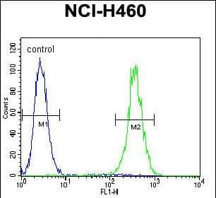 Polyclonal Rabbit anti-Human LRRC38 Antibody (aa 188-216, C-term, IHC, WB)