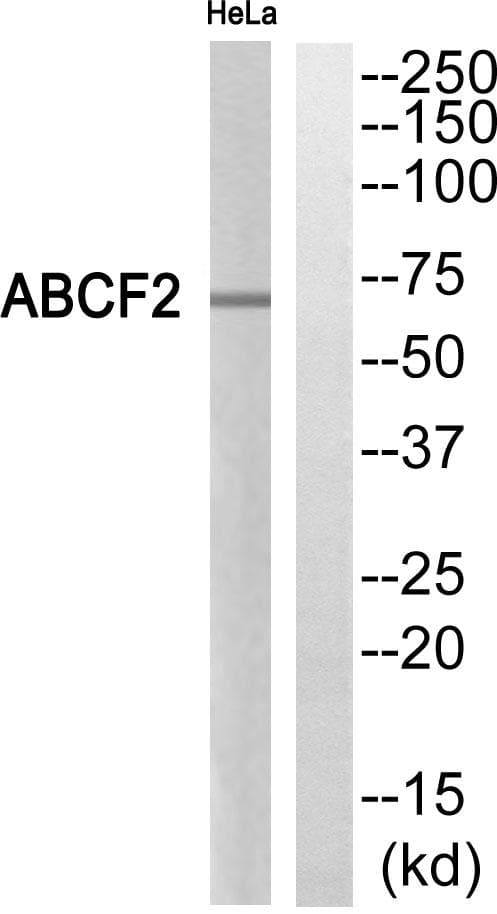ABCF2 Antibody