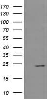 RAB37 Antibody (clone OTI2B12, Carrier-free)