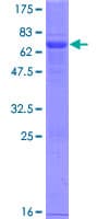 Human VSIR / GI24 / VISTA Protein (Recombinant GST)