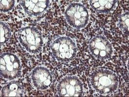 STAF50 / TRIM22 Antibody (aa61-406, clone OTI1D3, Carrier-free)