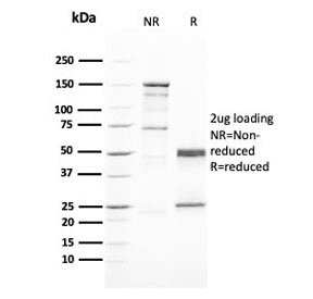 GATA3 Antibody (clone GATA3/2446)