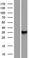 DNAJB13 Protein (Over-Expression Lysate Myc-DDK (Flag))