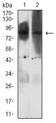 EZH1 / ENX-2 Antibody (clone 3B6B9)