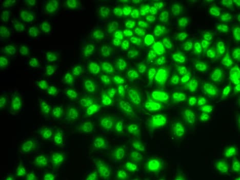 CCNG1 / Cyclin G1 Antibody