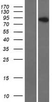 RFTN1 / Raftlin Protein (Over-Expression Lysate Myc-DDK (Flag))