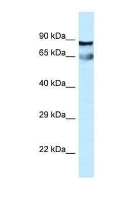 CEP76 Antibody (aa242-291)