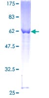 Human RASSF1 / RASSF1A Protein (Recombinant GST)