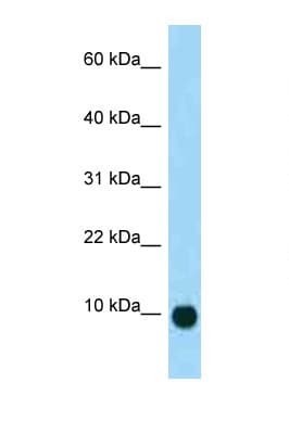 Polyclonal Rabbit anti-Mouse Secretin Antibody (aa17-66, WB)
