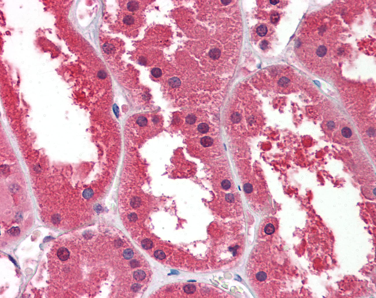 DDAH1 Antibody (aa108-157)