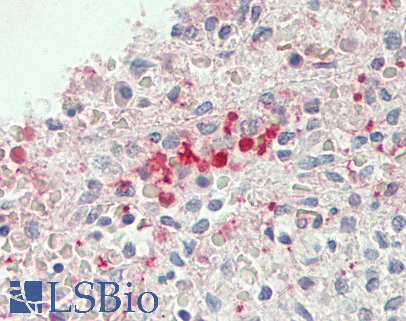 IHC-plus™ GHBP / BLVRB Antibody (aa38-49)