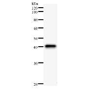 FMNL1 Antibody (clone 2369E4a)