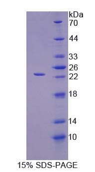Dog IL1A / IL-1 Alpha Protein (Recombinant His-S)