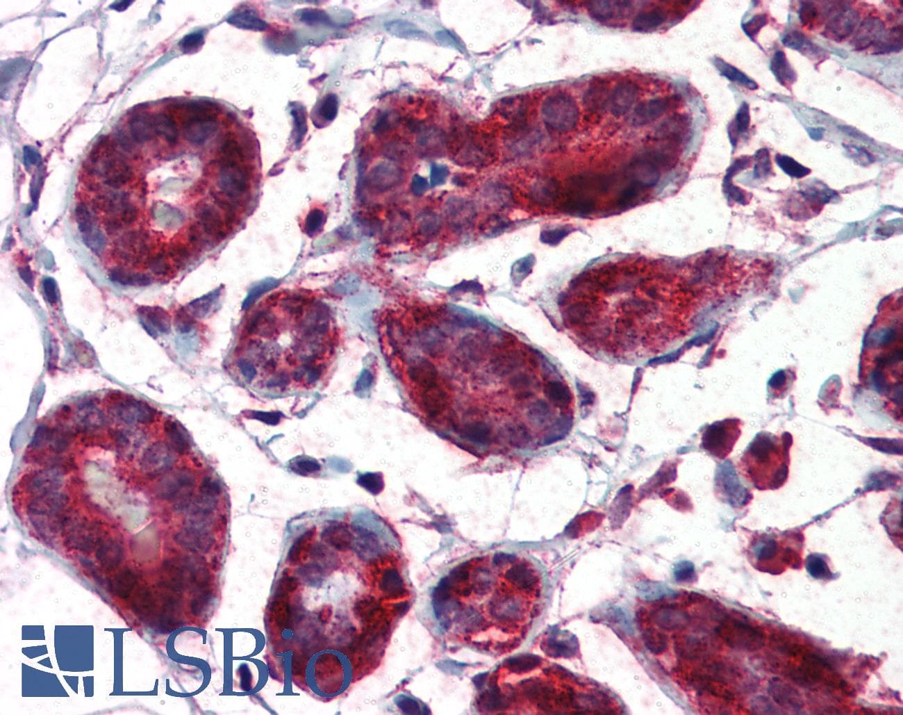 IHC-plus™ MIF Antibody (clone 4E4)