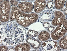 Monoclonal Mouse anti-Human UBE2G2 Antibody (clone OTI1D2, IHC, IF, WB)