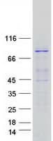 Human EXOC3 / SEC6 Protein (Recombinant Myc-DDK (Flag))