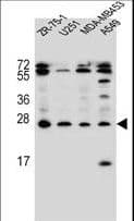 EDN1 / Endothelin 1 Antibody (aa176-203)