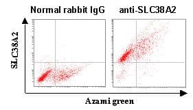 Polyclonal Rabbit anti-Human SLC38A2 / SNAT2 Antibody (IHC, WB)
