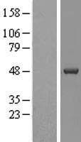 CSNK1D Protein (Over-Expression Lysate Myc-DDK (Flag))