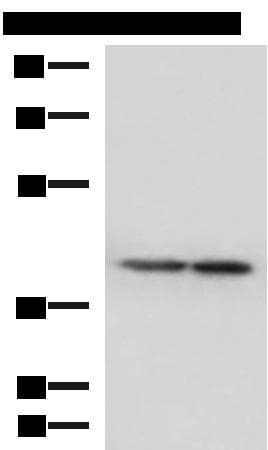 ATP6V1C1 Antibody