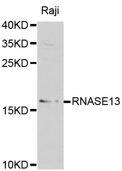 RNASE13 Antibody