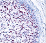 Polyclonal Rabbit anti-Human JUN / c-Jun Antibody (IHC, WB)