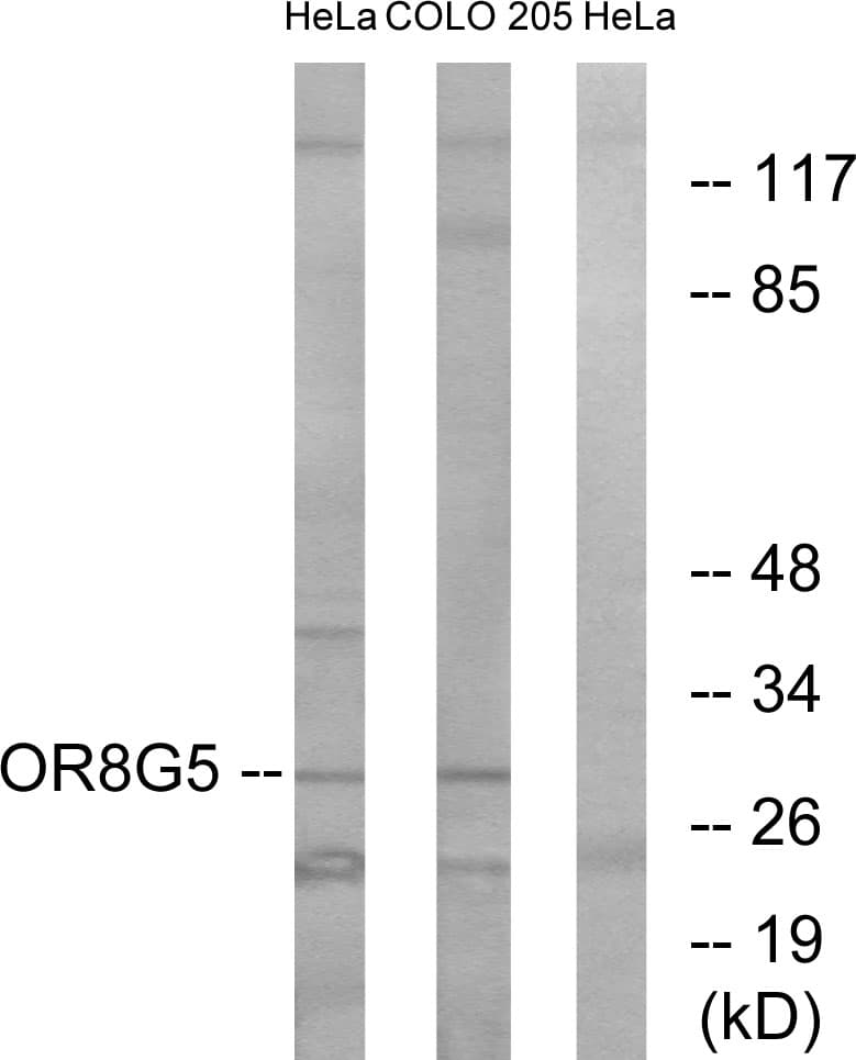 Polyclonal Rabbit anti-Human OR8G5 Antibody (aa197-246, WB)