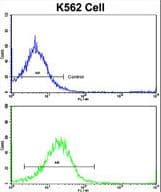 UNC5H3 / UNC5C Antibody (aa188-217)