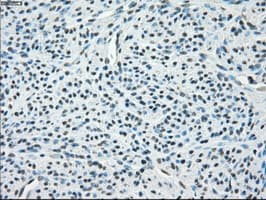 PPP5C Antibody (clone OTI2E12)