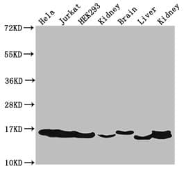 Polyclonal Rabbit anti-Human HIST1H3A Antibody (IHC, IF, WB)