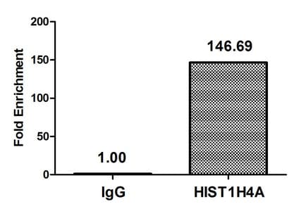 HIST1H4I Antibody