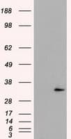 FAHD2A Antibody (clone OTI5E9)