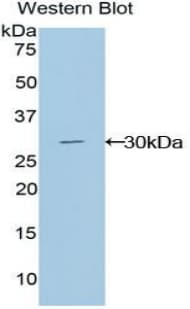 GLI3 Antibody (aa111-343)