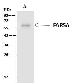 FARSA Antibody