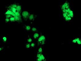 CHN1 Antibody (clone OTI2G6)
