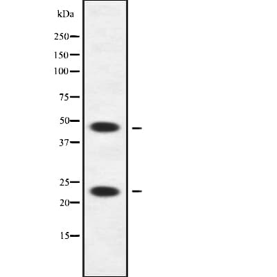 APOBEC3A Antibody